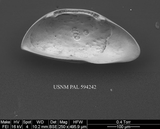 Microcythere medistriata (Joy & Clark, 1977)