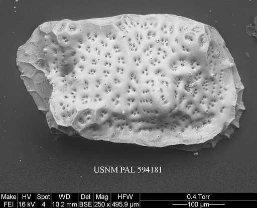 Eucytherura delineata Whatley & Eynon, 1996