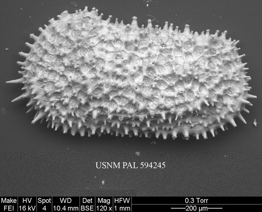 Henryhowella asperrima (Reuss, 1850)