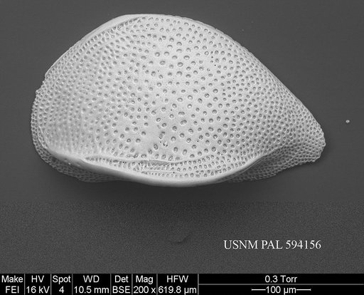Cytheropteron perlaria Hao, 1988