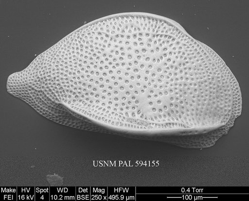 Cytheropteron perlaria Hao, 1988