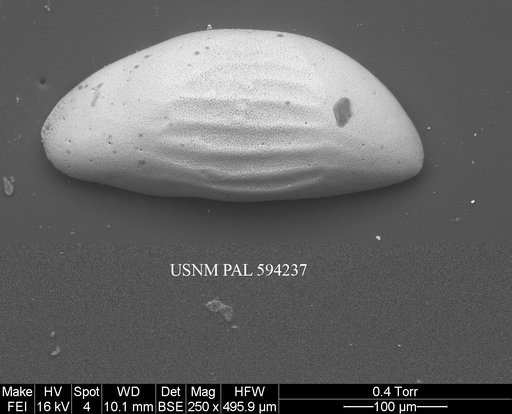 Microcythere medistriata (Joy & Clark, 1977)