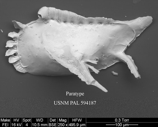 Pedicythere arctica Yasuhara et al., 2014