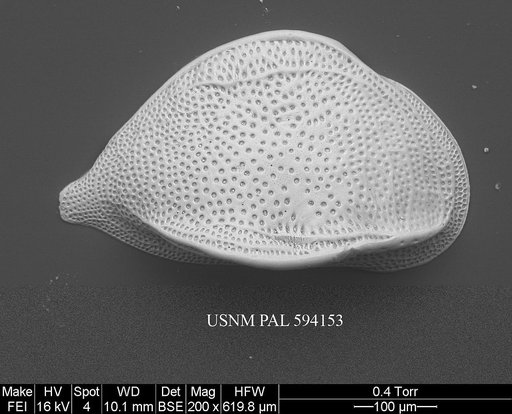 Cytheropteron perlaria Hao, 1988
