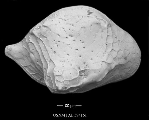 Cytheropteron groenlandicum Whatley & Eynon, 1996