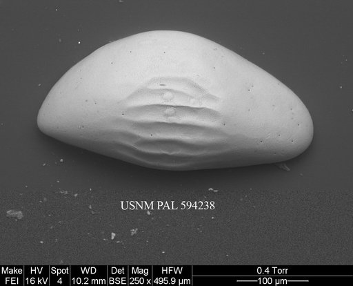 Microcythere medistriata (Joy & Clark, 1977)