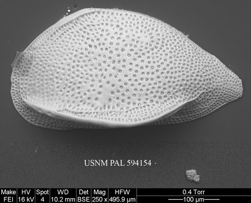 Cytheropteron perlaria Hao, 1988