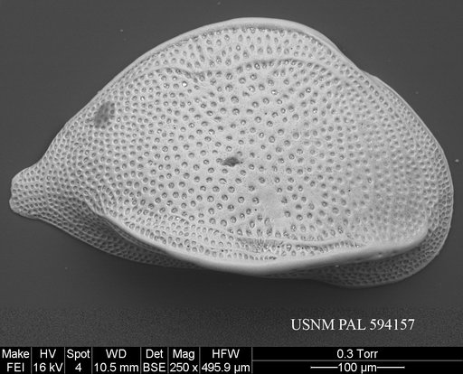 Cytheropteron perlaria Hao, 1988