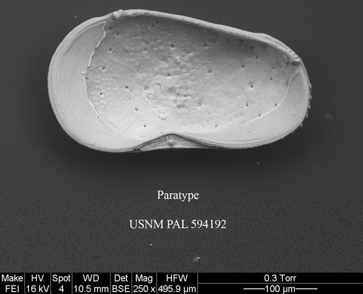 Cluthia whatleyi Yasuhara et al., 2014
