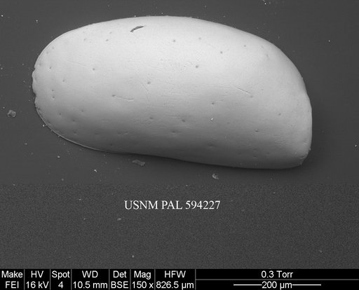 Krithe minima Coles et al., 1994