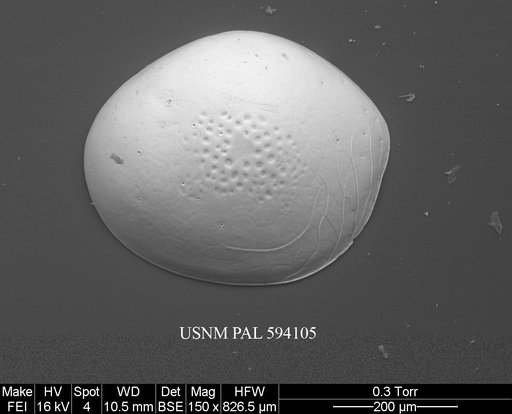 Polycope sp. 1 Yasuhara et al., 2014