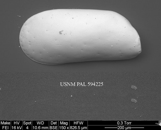 Krithe minima Coles et al., 1994