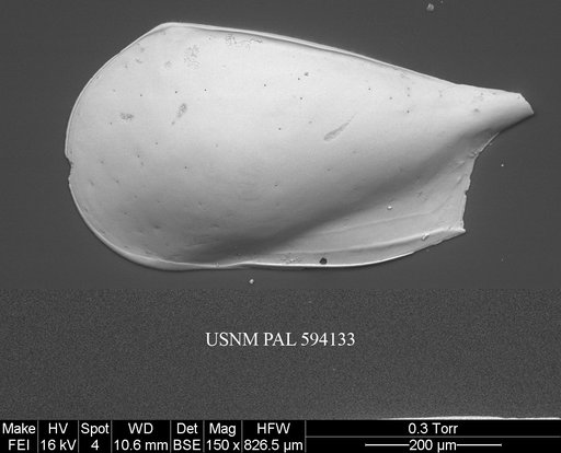 Pseudocythere caudata Sars, 1866