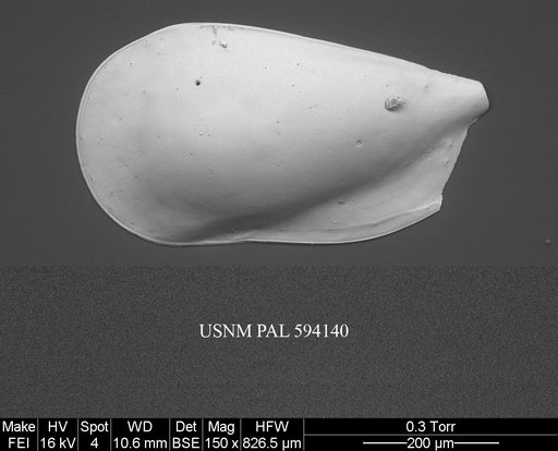 Pseudocythere caudata Sars, 1866