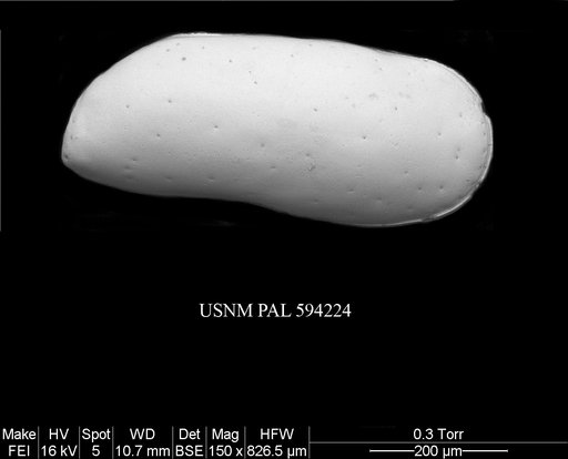 Krithe minima Coles et al., 1994