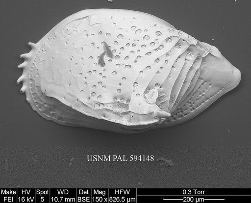 Cytheropteron sedovi Schneider, 1962