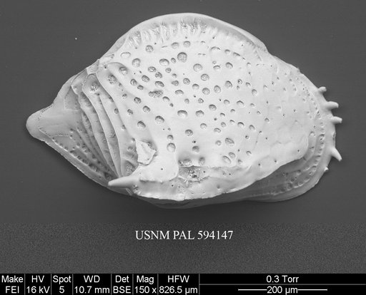 Cytheropteron sedovi Schneider, 1962