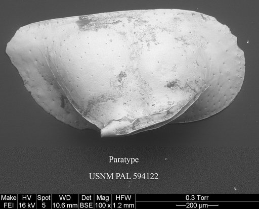Bythoceratina lomonosovensis Yasuhara et al., 2014