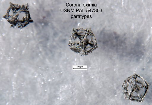 Corona eximia Yeh & Pessagno, 2013