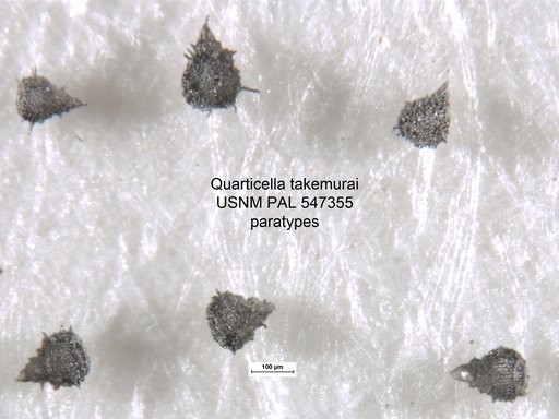 Quarticella takemurai Yeh & Pessagno, 2013