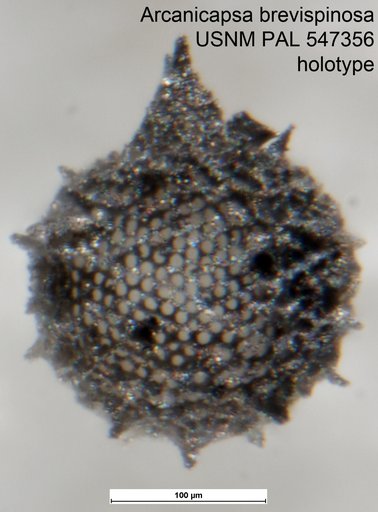 Arcanicapsa brevispinosa Yeh & Pessagno, 2013