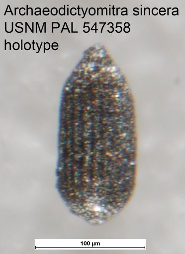 Archaeodictyomitra sincera Yeh & Pessagno, 2013