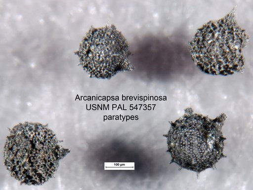Arcanicapsa brevispinosa Yeh & Pessagno, 2013