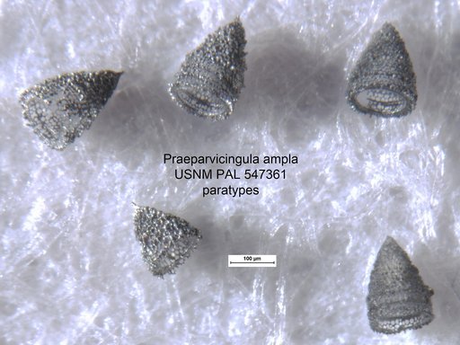 Praeparvicingula ampla Yeh & Pessagno, 2013
