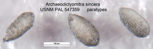 Archaeodictyomitra sincera Yeh & Pessagno, 2013