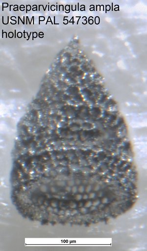 Praeparvicingula ampla Yeh & Pessagno, 2013