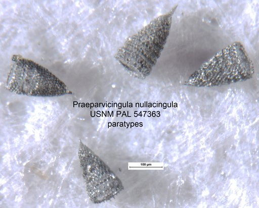 Praeparvicingula nullacingula Yeh & Pessagno, 2013