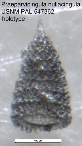 Praeparvicingula nullacingula Yeh & Pessagno, 2013