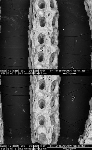 Amphiblestrum abortivum (Gabb & Horn, 1862)