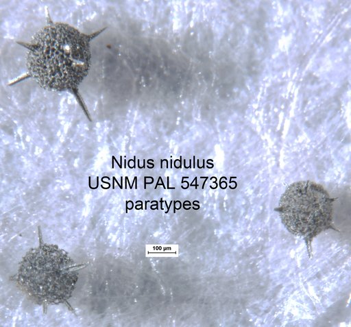 Nidus nidulus Yeh & Pessagno, 2013