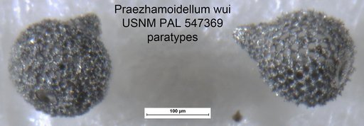 Praezhamoidellum wui Yeh & Pessagno, 2013