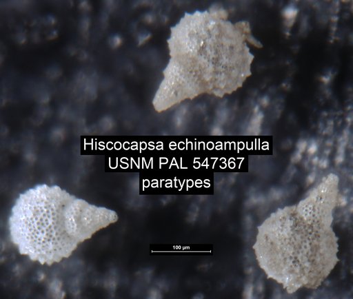 Hiscocapsa echinoampulla Yeh & Pessagno, 2013