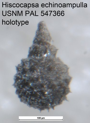 Hiscocapsa echinoampulla Yeh & Pessagno, 2013