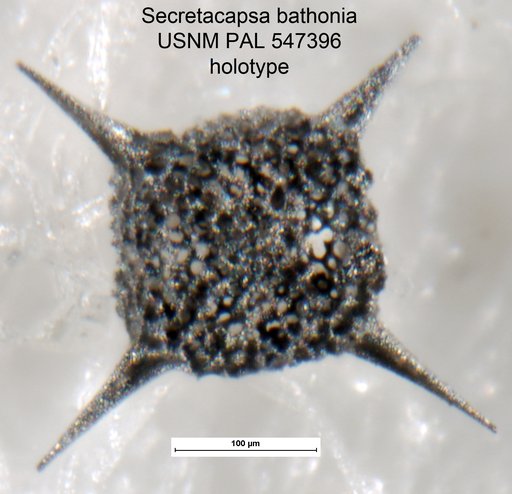 Secretacapsa bathonia Yeh & Pessagno, 2013