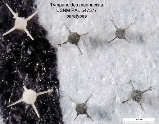 Tympaneides magnacista Yeh & Pessagno, 2013