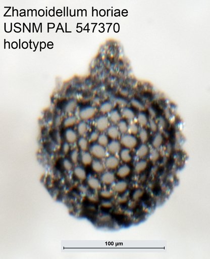 Zhamoidellum horiae Yeh & Pessagno, 2013