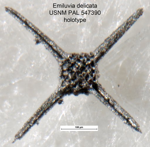 Emiluvia delicata Yeh & Pessagno, 2013