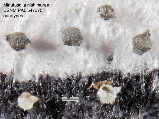 Minutusolla nishimurae Yeh & Pessagno, 2013