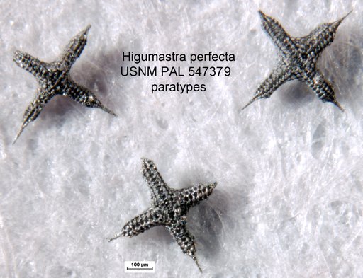 Higumastra perfecta Yeh & Pessagno, 2013