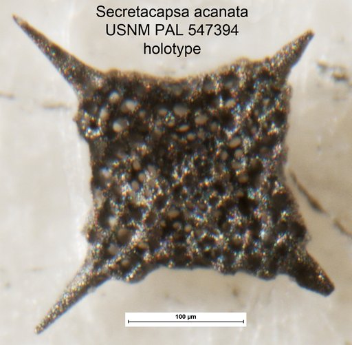 Secretacapsa acanata Yeh & Pessagno, 2013