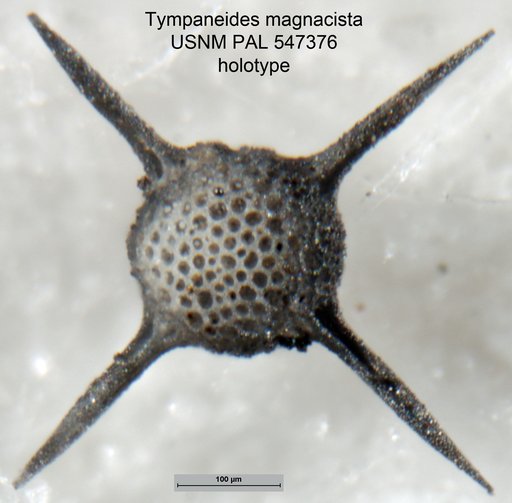 Tympaneides magnacista Yeh & Pessagno, 2013