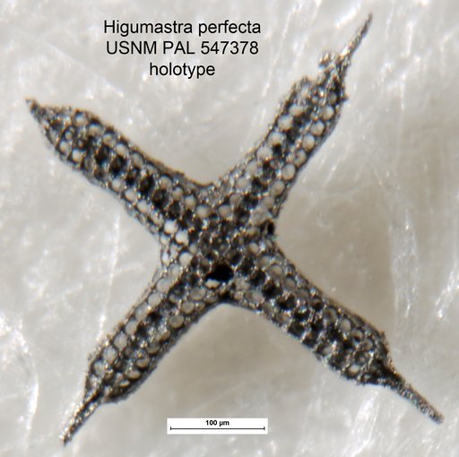 Higumastra perfecta Yeh & Pessagno, 2013