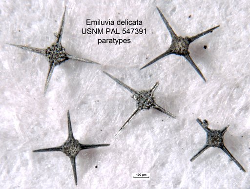 Emiluvia delicata Yeh & Pessagno, 2013