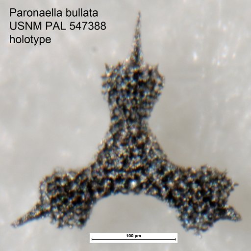Paronaella bullata Yeh & Pessagno, 2013