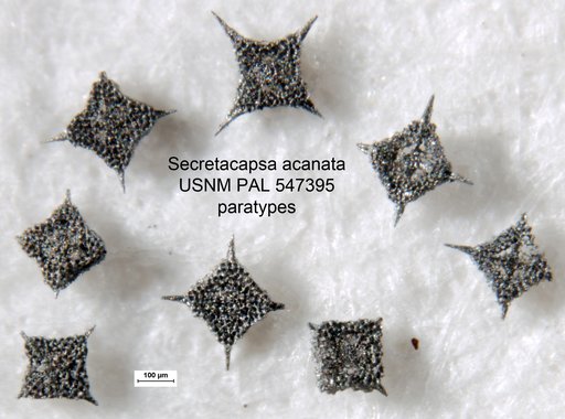 Secretacapsa acanata Yeh & Pessagno, 2013