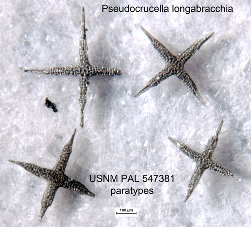 Pseudocrucella longabracchia Yeh & Pessagno, 2013
